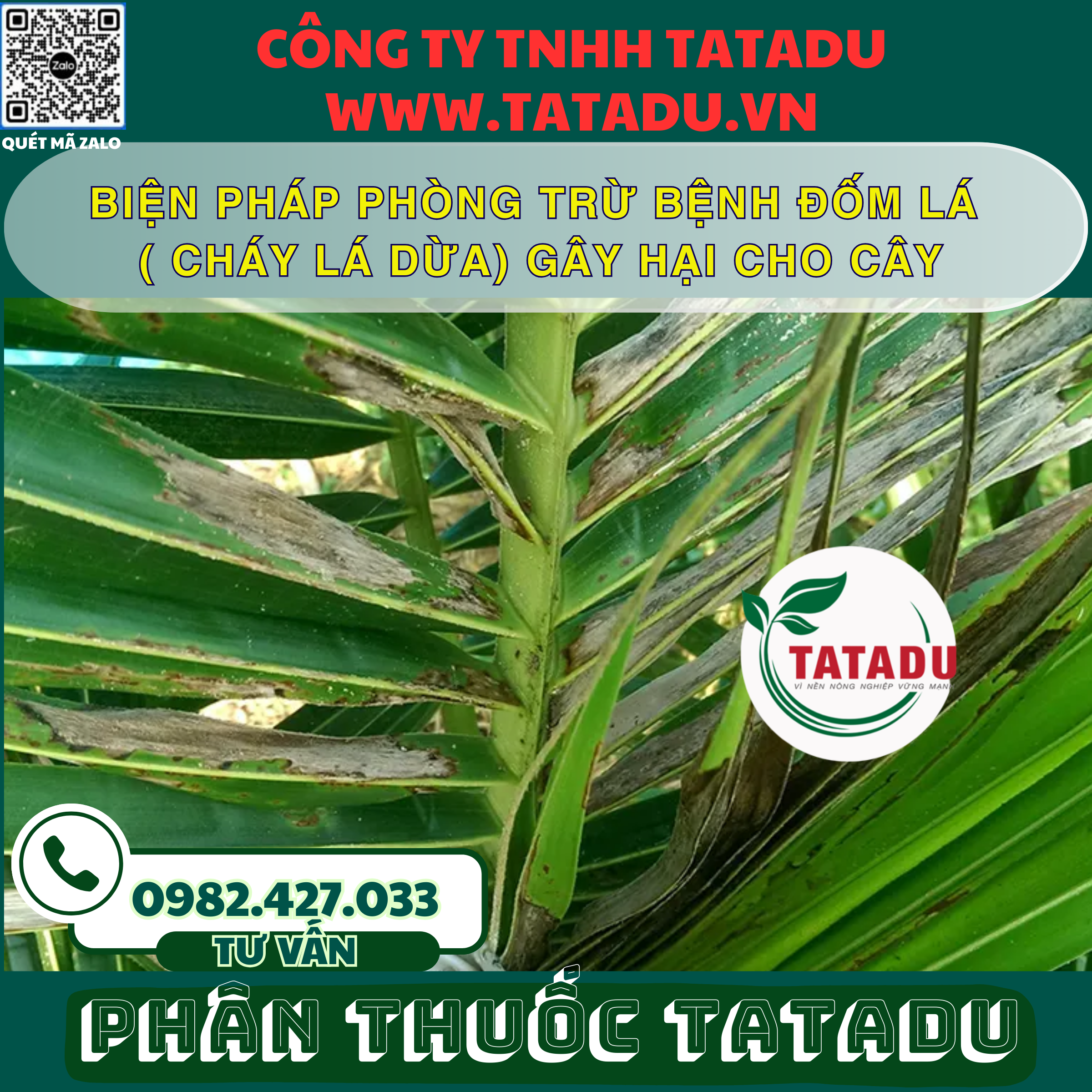 BIEN PHAP PHONG TRU BENH DOM LA CHAY LA DUA GAY HAI CHO CAY