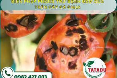 BIỆN PHÁP PHÒNG TRỪ BỆNH ĐỐM QUẢ TRÊN CÂY CÀ CHUA – CÔNG TY TNHH TATADU