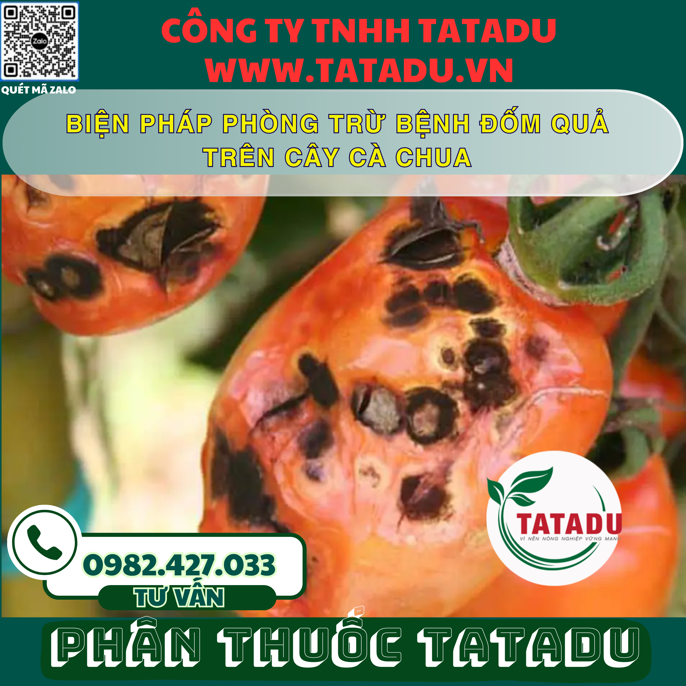 BIEN PHAP PHONG TRU BENH DOM QUA TREN CAY CA CHUA