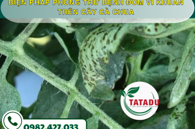 BIỆN PHÁP PHÒNG TRỪ BỆNH ĐỐM VI KHUẨN TRÊN CÂY CÀ CHUA – CÔNG TY TNHH TATADU