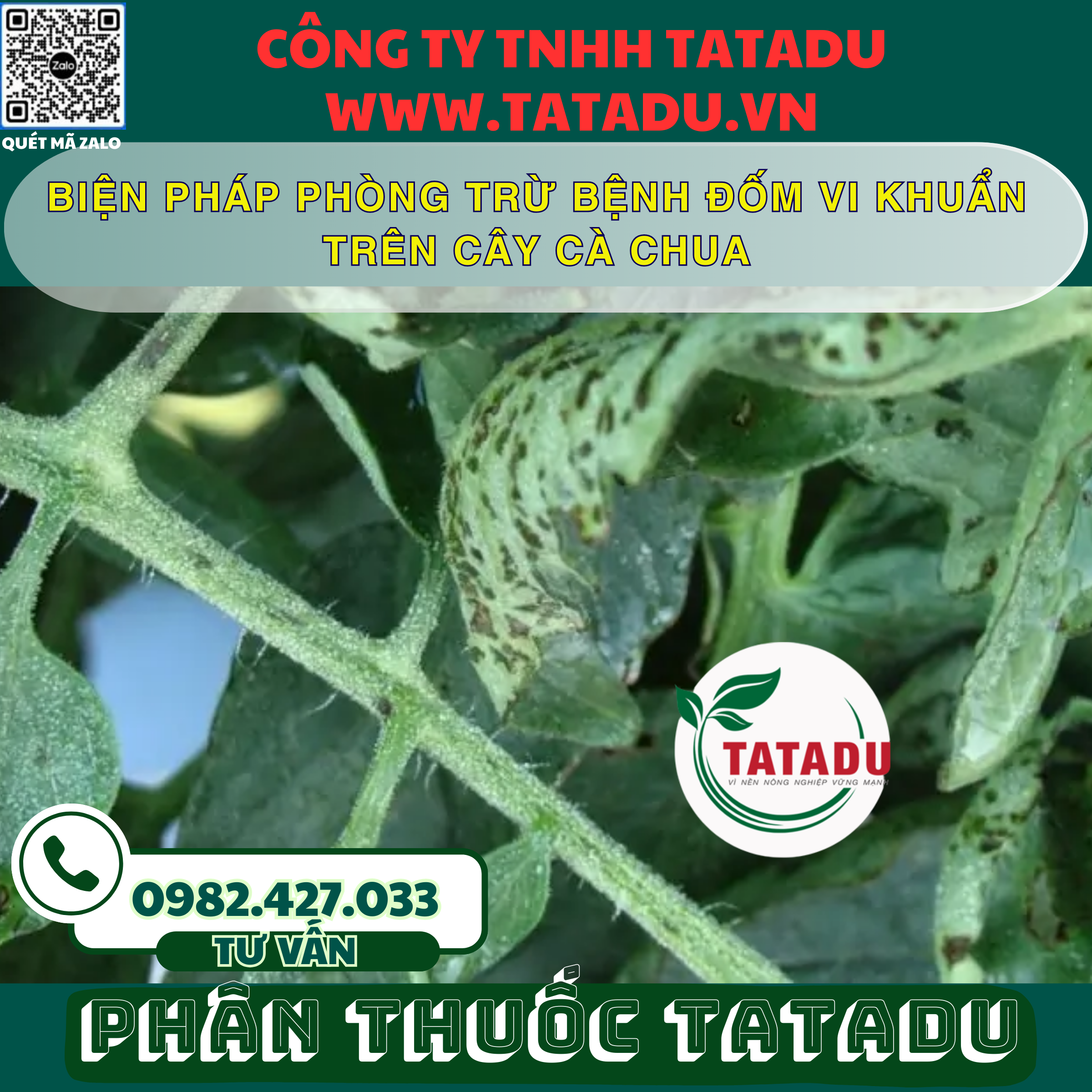 BIEN PHAP PHONG TRU BENH DOM VI KHUAN TREN CAY CA CHUA