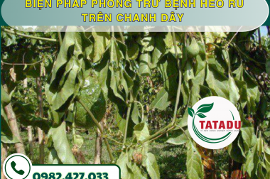 BIỆN PHÁP PHÒNG TRỪ BỆNH HÉO RŨ TRÊN CHANH DÂY – CÔNG TY TNHH TATADU