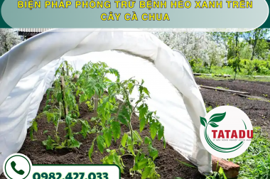 BIỆN PHÁP PHÒNG TRỪ BỆNH HÉO XANH TRÊN CÂY CÀ CHUA – CÔNG TY TNHH TATADU