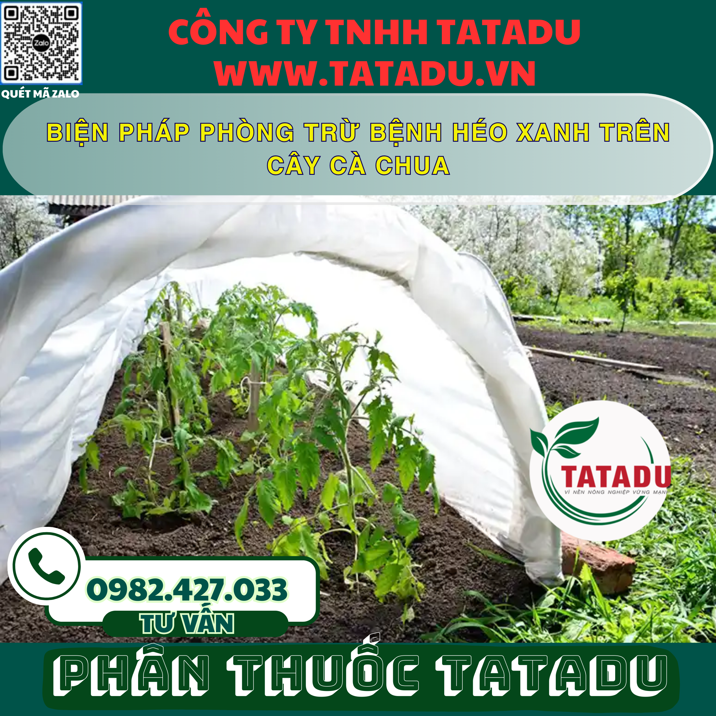 BIEN PHAP PHONG TRU BENH HEO XANH TREN CAY CA CHUA
