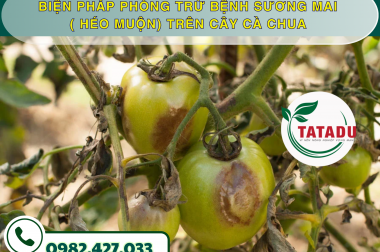 BIỆN PHÁP PHÒNG TRỪ BỆNH SƯƠNG MAI ( HÉO MUỘN) TRÊN CÂY CÀ CHUA – CÔNG TY TNHH TATADU