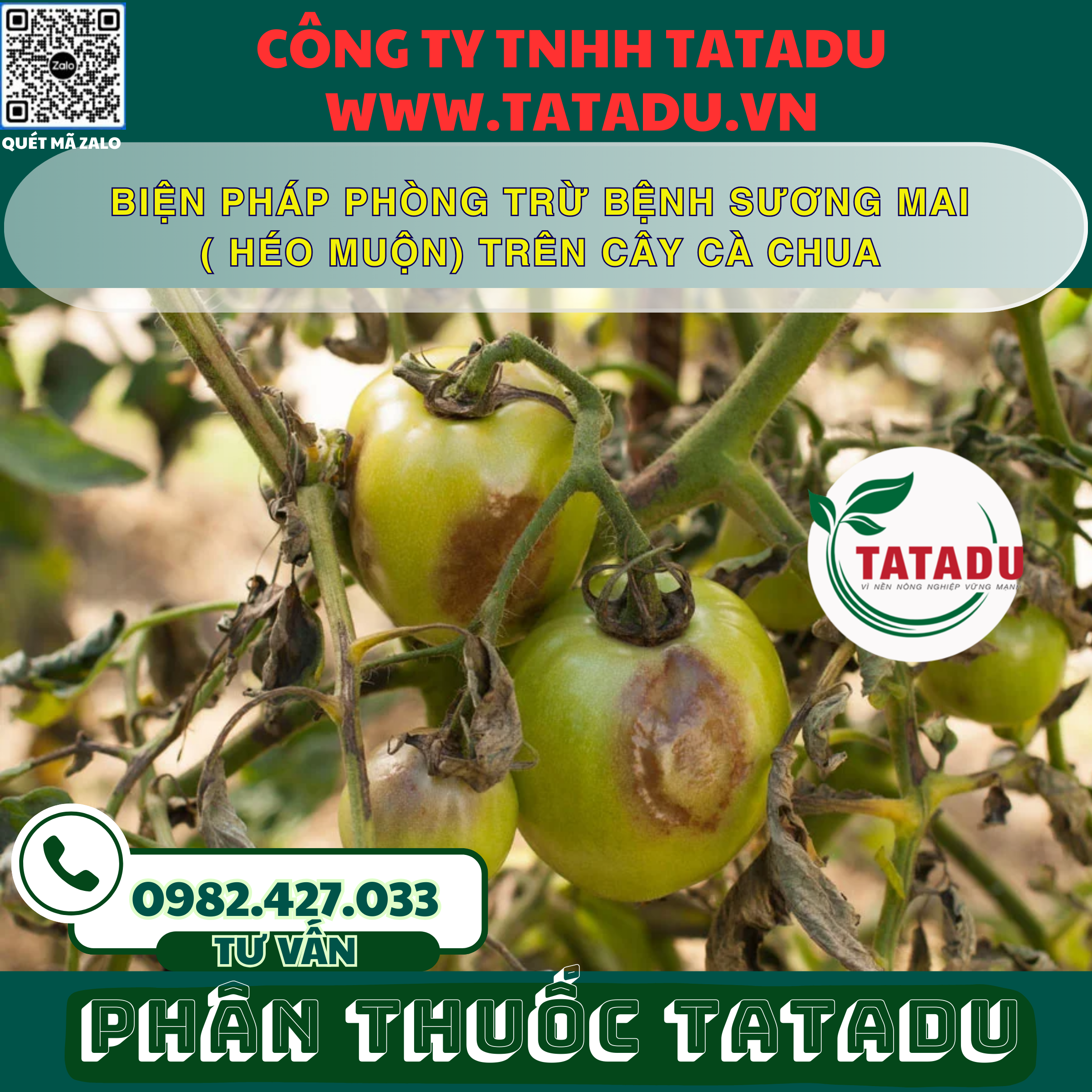 BIEN PHAP PHONG TRU BENH SUONG MAI HEO MUON TREN CAY CA CHUA