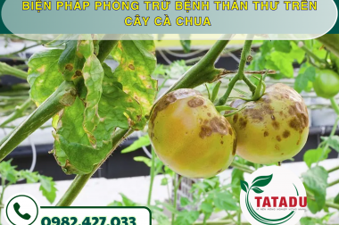 BIỆN PHÁP PHÒNG TRỪ BỆNH THÁN THƯ TRÊN CÂY CÀ CHUA – CÔNG TY TNHH TATADU