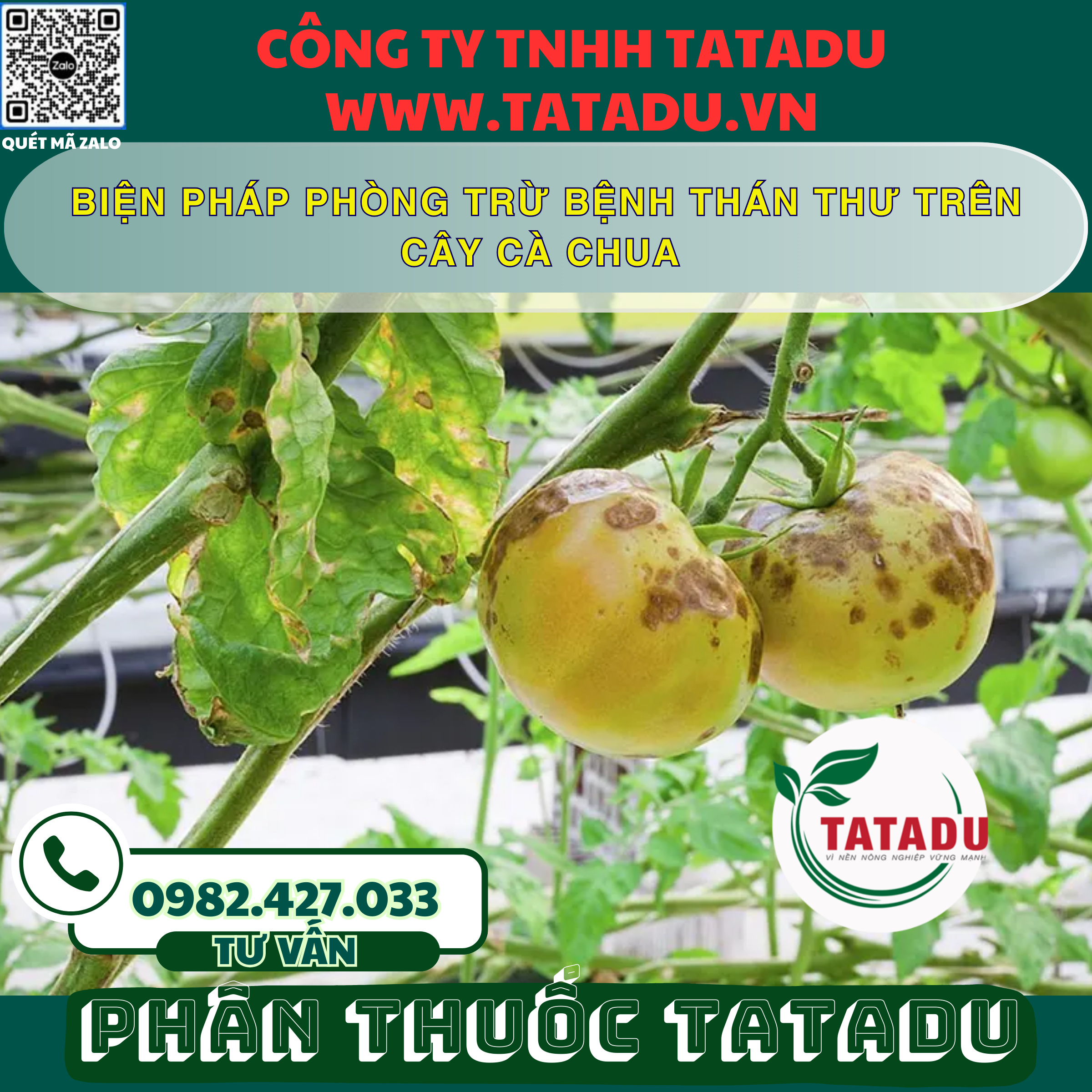 BIEN PHAP PHONG TRU BENH THAN THU TREN CAY CA CHUA