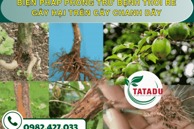 BIỆN PHÁP PHÒNG TRỪ BỆNH THỐI RỄ GÂY HẠI TRÊN CÂY CHANH DÂY – CÔNG TY TNHH TATADU