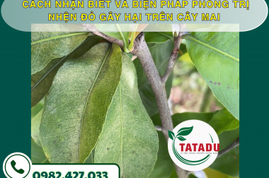 CÁCH NHẬN BIẾT VÀ BIỆN PHÁP PHÒNG TRỊ NHỆN ĐỎ GÂY HẠI TRÊN CÂY MAI – CÔNG TY TNHH TATADU