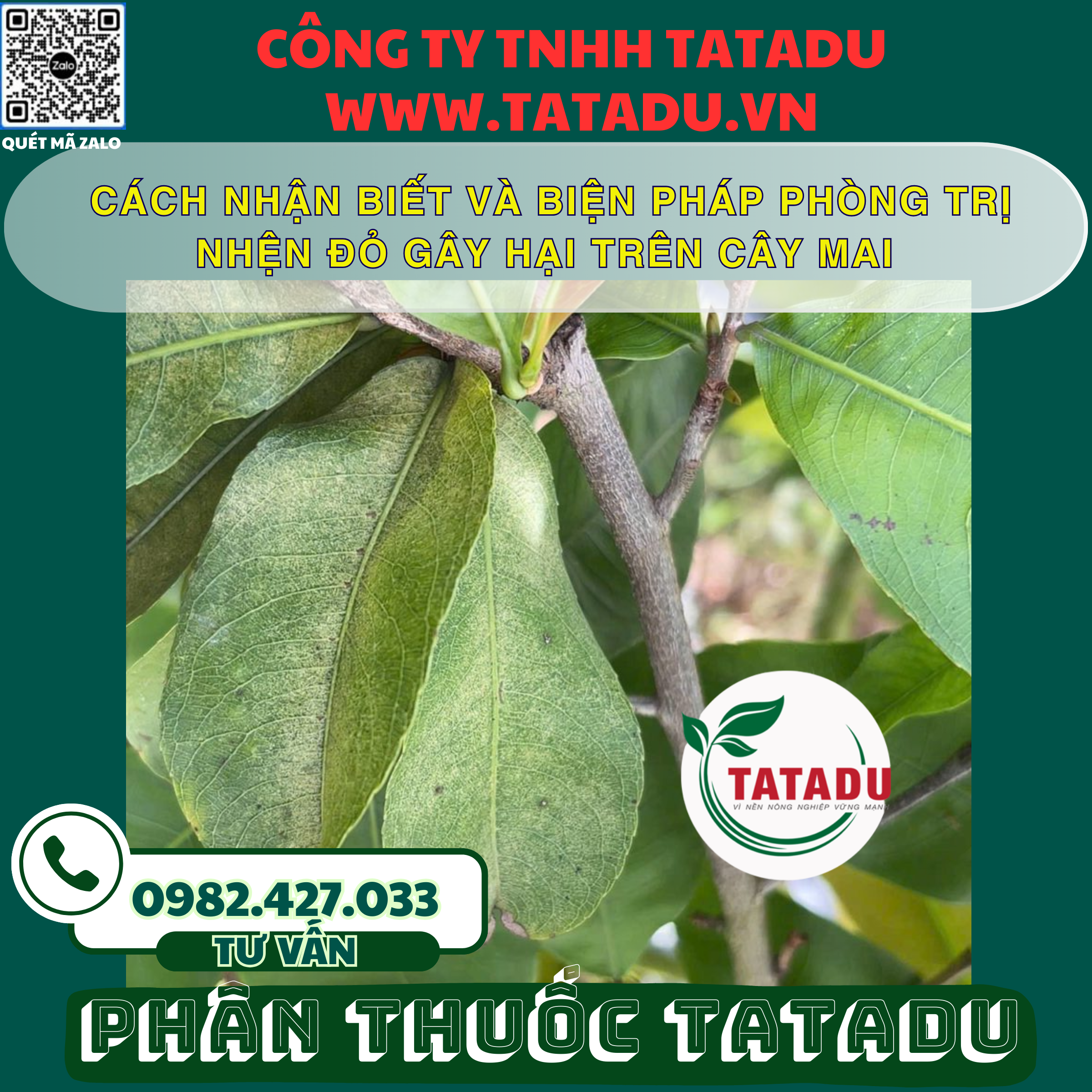 CACH NHAN BIET VA BIEN PHAP PHONG TRI NHEN DO GAY HAI TREN CAY MAI