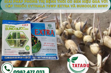 GIẢI PHÁP PHÒNG TRỊ BỆNH THỐI CỦ SEN HIỆU QUẢ VỚI CẶP THUỐC CYTHALA 75WP EXTRA VÀ SUNCOLEX 68WP