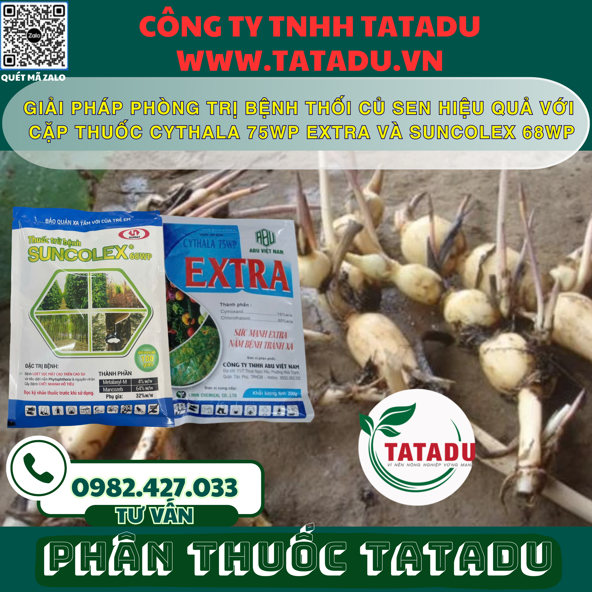 GIAI PHAP PHONG TRI BENH THOI CU SEN HIEU QUA VOI CAP THUOC CYTHALA 75WP EXTRA VA SUNCOLEX 68WP