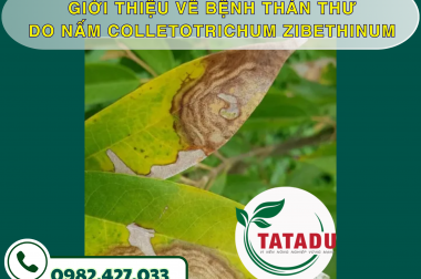 GIỚI THIỆU VỀ BỆNH THÁN THƯ DO NẤM COLLETOTRICHUM ZIBETHINUM – CÔNG TY TNHH TATADU