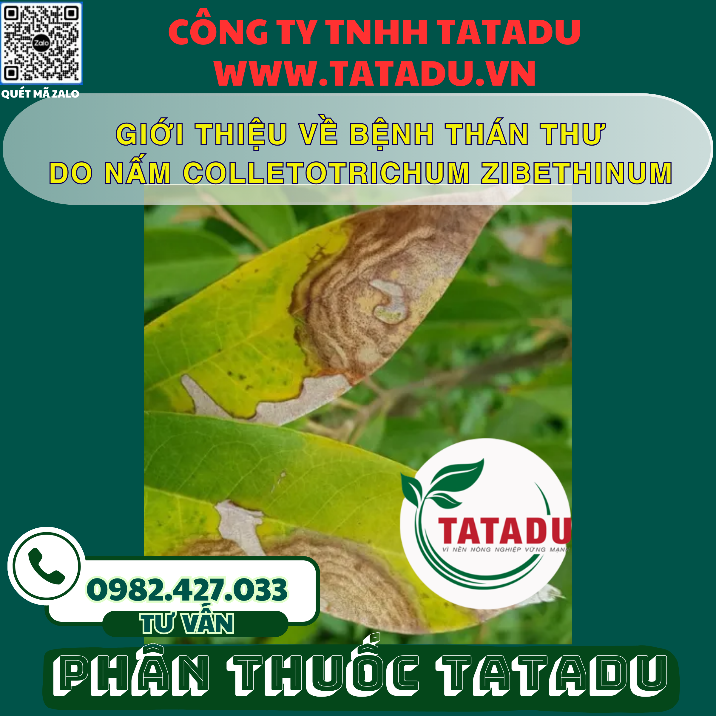 GIOI THIEU VE BENH THAN THU DO NAM COLLETOTRICHUM ZIBETHINUM