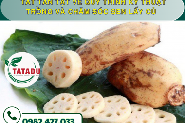 TẤT TẦN TẬT VỀ QUY TRÌNH KỸ THUẬT TRỒNG VÀ CHĂM SÓC SEN LẤY CỦ – CÔNG TY TNHH TATADU