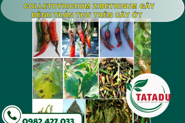 TÌM HIỂU VỀ CHỦNG NẤM COLLETOTRICHUM ZIBETHINUM GÂY BỆNH THÁN THƯ TRÊN CÂY ỚT – CÔNG TY TNHH TATADU