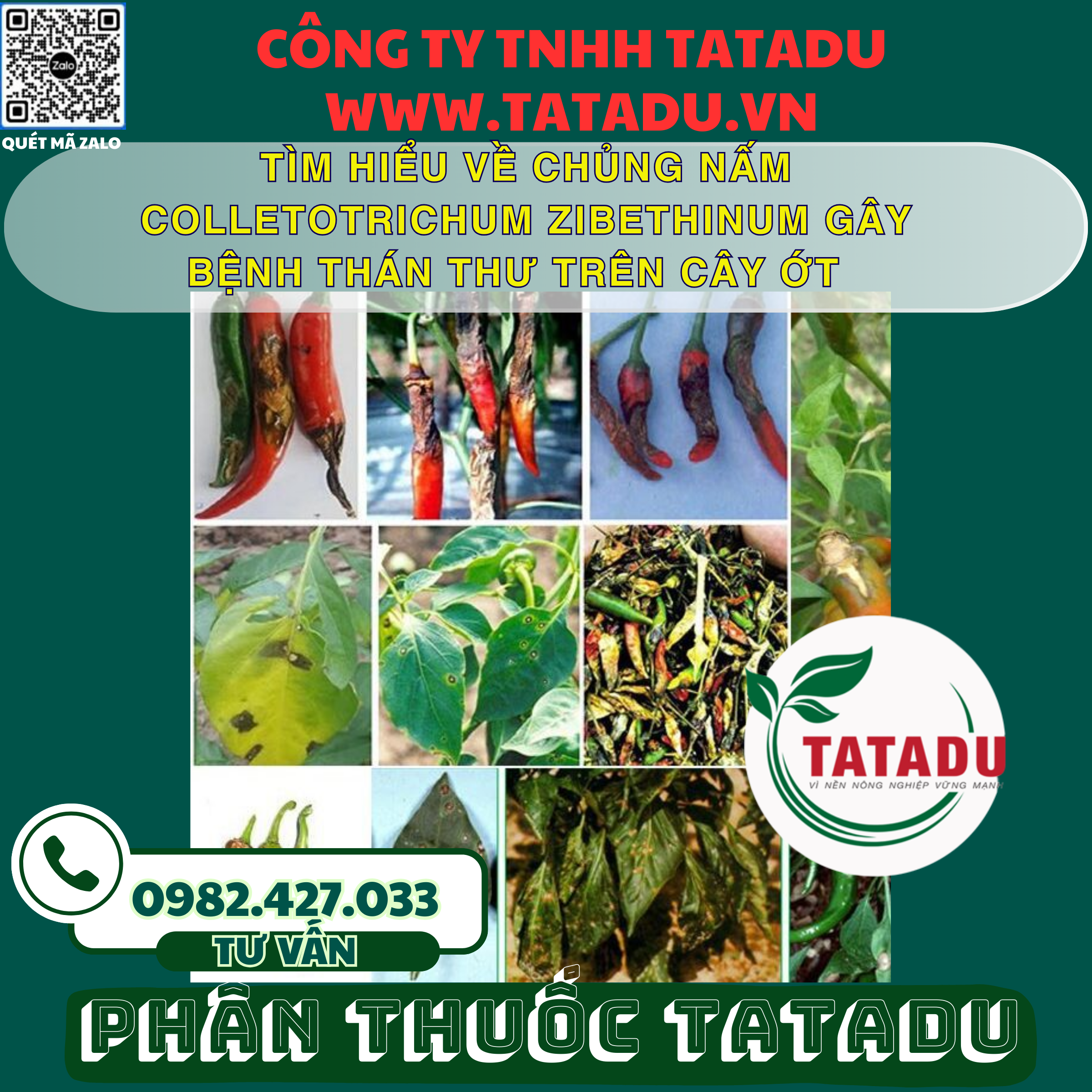 TIM HIEU VE CHUNG NAM COLLETOTRICHUM ZIBETHINUM GAY BENH THAN THU TREN CAY OT
