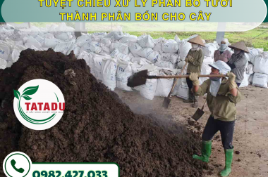 TUYỆT CHIÊU XỬ LÝ PHÂN BÒ TƯƠI THÀNH PHÂN BÓN CHO CÂY – CÔNG TY TNHH TATADU