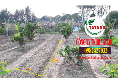 HƯỚNG DẪN CÁCH TÍNH MẬT ĐỘ CÂY TRỒNG ( SỐ CÂY TRỒNG TRÊN DIỆN TÍCH ) – CÔNG TY TNHH TATADU