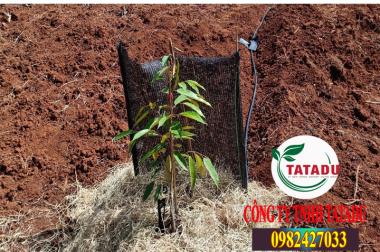 BÓN PHÂN GÌ CHO CÂY SẦU RIÊNG LÚC MỚI TRỒNG ? – CÔNG TY TNHH TATADU