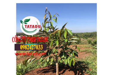 KHOẢNG CÁCH TRỒNG CÂY SẦU RIÊNG GHÉP LÀ BAO NHIÊU ? – CÔNG TY TNHH TATADU