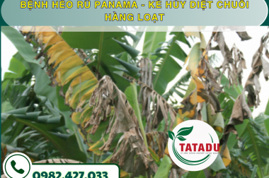 BỆNH HÉO RŨ PANAMA – KẺ HỦY DIỆT CHUỐI HÀNG LOẠT
