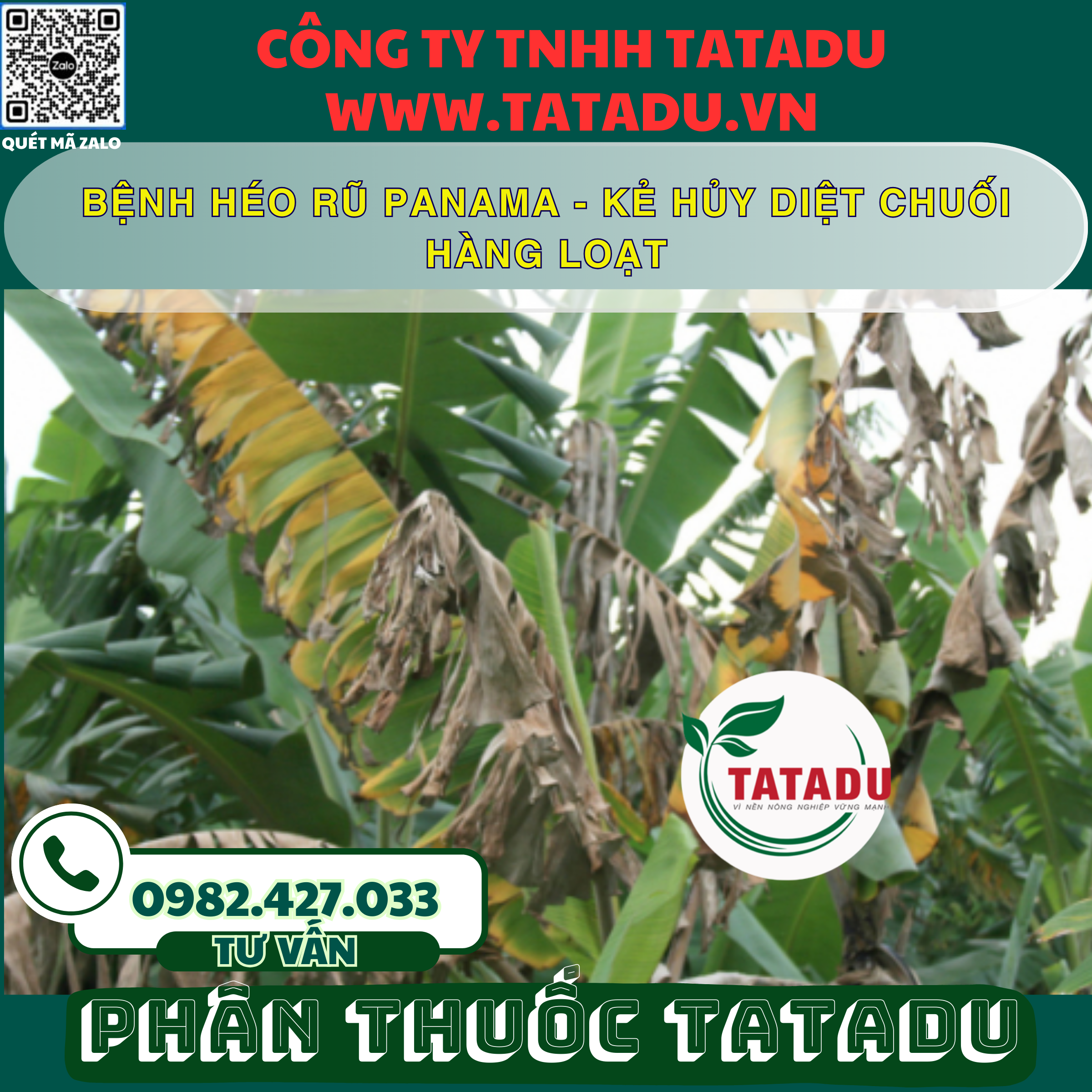 BENH HEO RU PANAMA KE HUY DIET CHUOI HANG LOAT