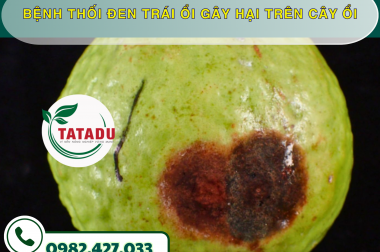 BỆNH THỐI ĐEN TRÁI ỔI GÂY HẠI TRÊN CÂY ỔI