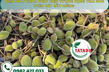 BIỆN PHÁP KHẮC PHỤC HIỆN TƯỢNG RỤNG TRÁI NON TRÊN CÂY SẦU RIÊNG – CÔNG TY TNHH TATADU