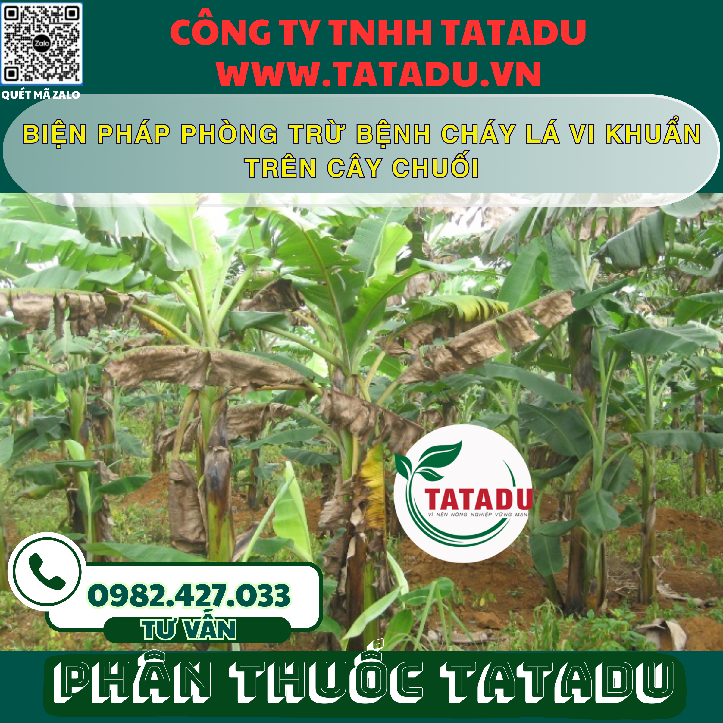 BIEN PHAP PHONG TRU BENH CHAY LA VI KHUAN TREN CAY CHUOI