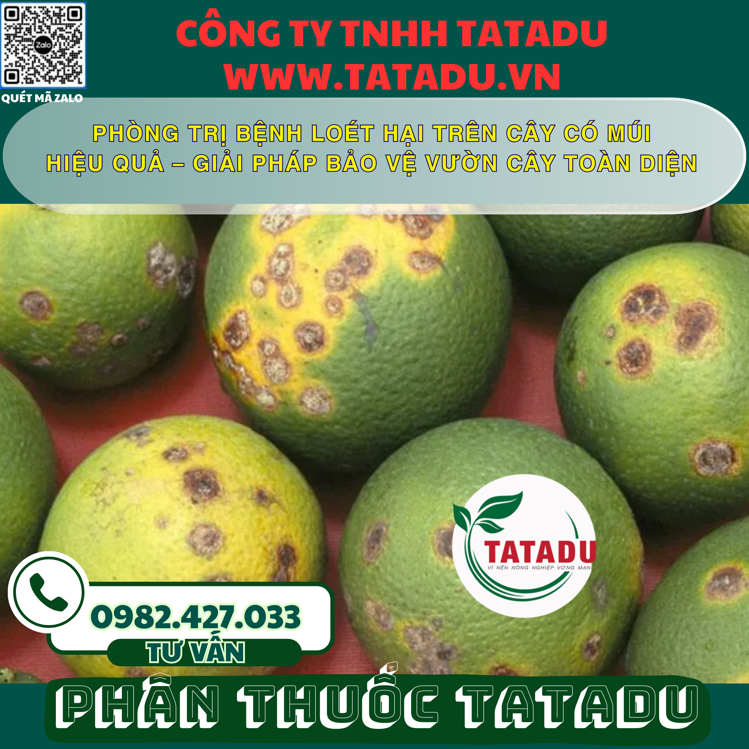 PHONG TRI BENH LOET HAI TREN CAY CO MUI HIEU QUA – GIAI PHAP BAO VE VUON CAY TOAN DIEN