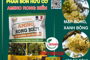 QUÝ BÀ CON MUỐN BÔNG SẦU TO MẬP, XANH BÔNG THÌ XEM NGAY