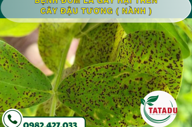 BỆNH ĐỐM LÁ GÂY HẠI TRÊN CÂY ĐẬU TƯƠNG ( NÀNH ) – CÔNG TY TNHH TATADU