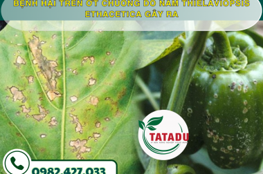 BỆNH HẠI TRÊN ỚT CHUÔNG DO NẤM Thielaviopsis ethacetica GÂY RA