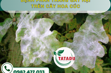BỆNH PHẤN TRẮNG GÂY HẠI TRÊN CÂY HOA CÚC – CÔNG TY TNHH TATADU