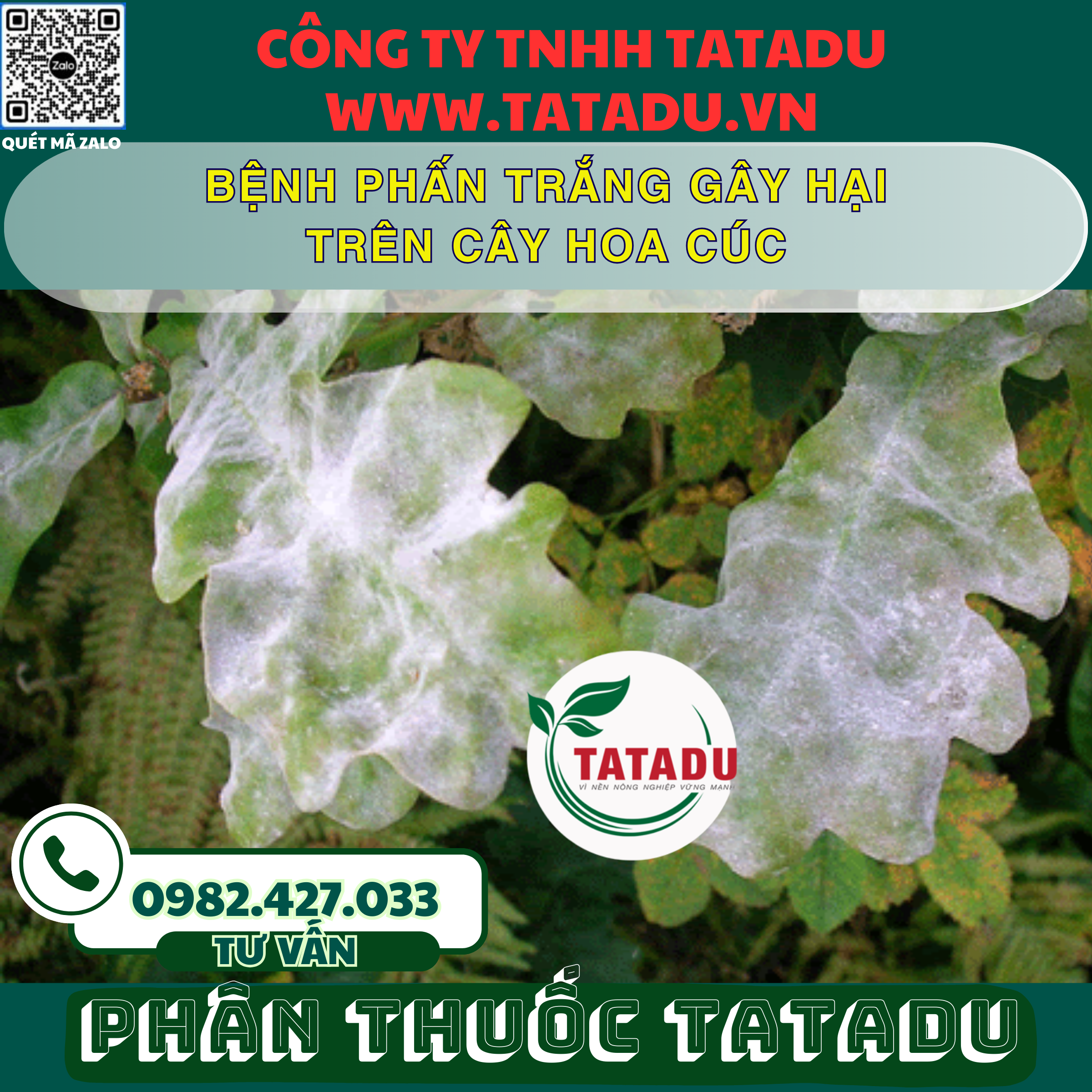 BENH PHAN TRANG GAY HAI TREN CAY HOA CUC