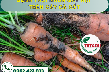 BỆNH THỐI NHŨN GÂY HẠI TRÊN CÂY CÀ RỐT
