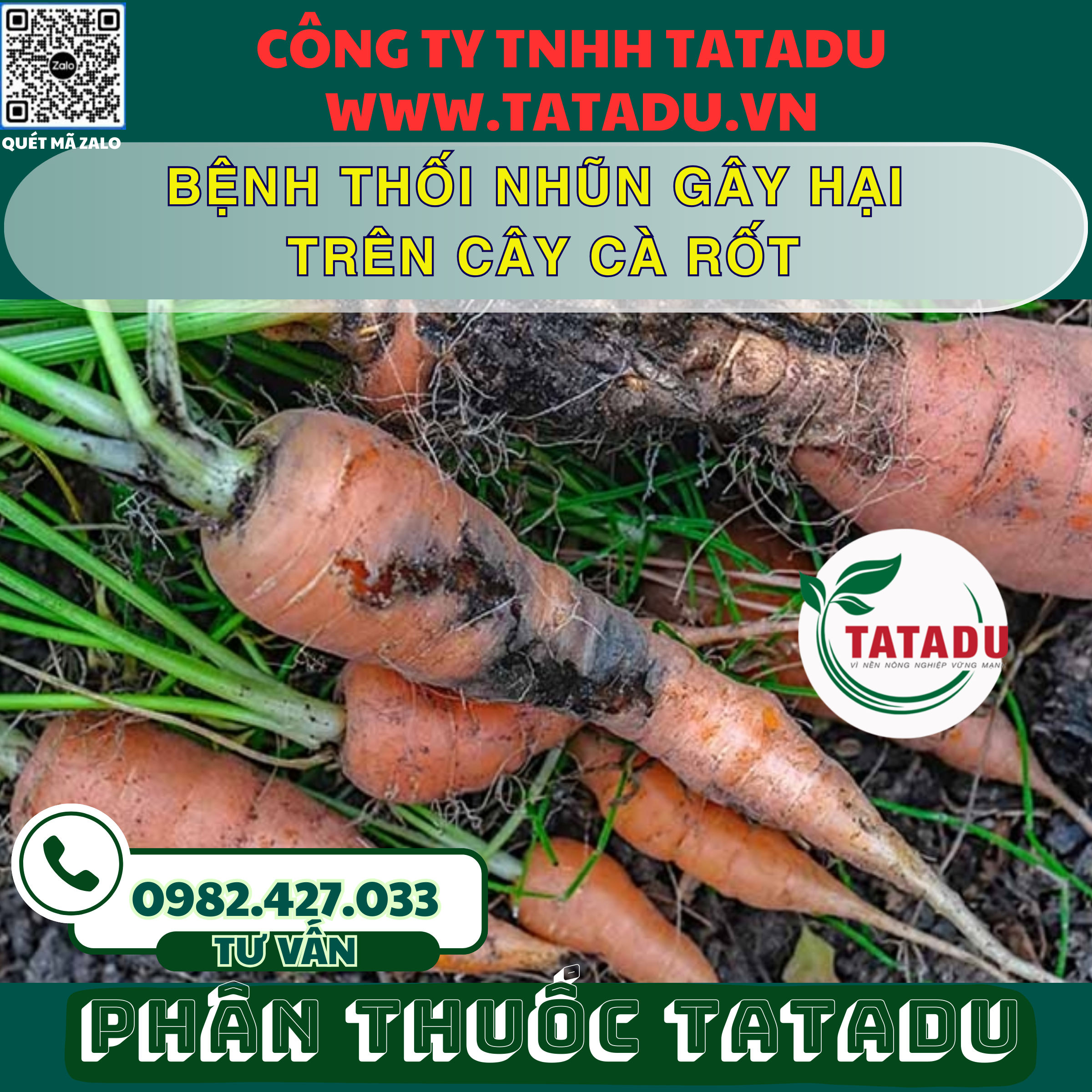 BENH THOI NHUN GAY HAI TREN CAY CA ROT