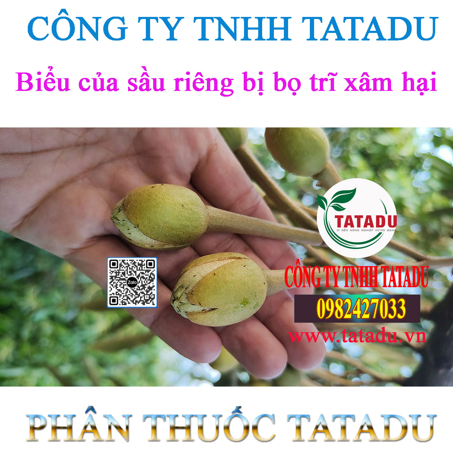 Bieu cua sau rieng bi bo tri xam hai