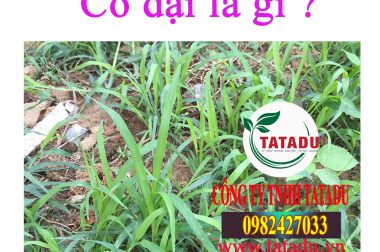 CỎ DẠI LÀ GÌ ? LỢI ÍCH CỦA CỎ DẠI ĐỐI VỚI CÂY TRỒNG