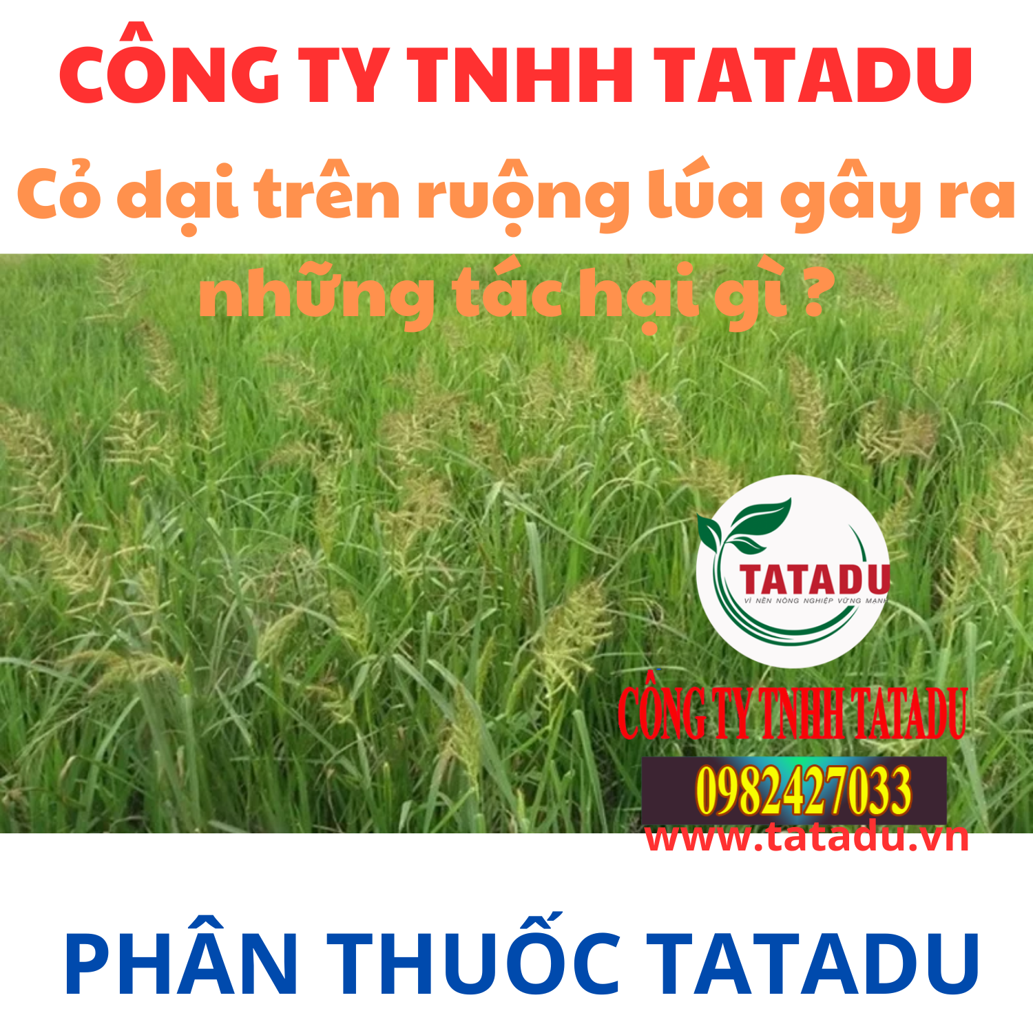 Co dai tren ruong lua gay ra nhung tac hai gi