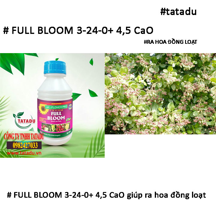 FULL BLOOM ra hoa dong loat