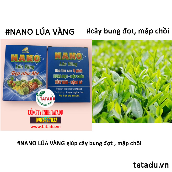 NANO LUA VANG bung dot NANO LUA VANG bung dot