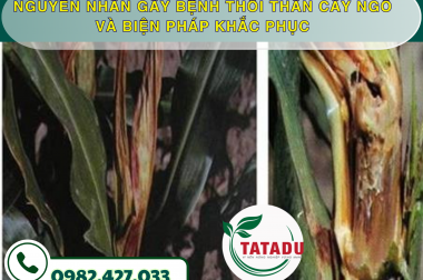NGUYÊN NHÂN GÂY BỆNH THỐI THÂN CÂY NGÔ VÀ BIỆN PHÁP KHẮC PHỤC – CÔNG TY TNHH TATADU