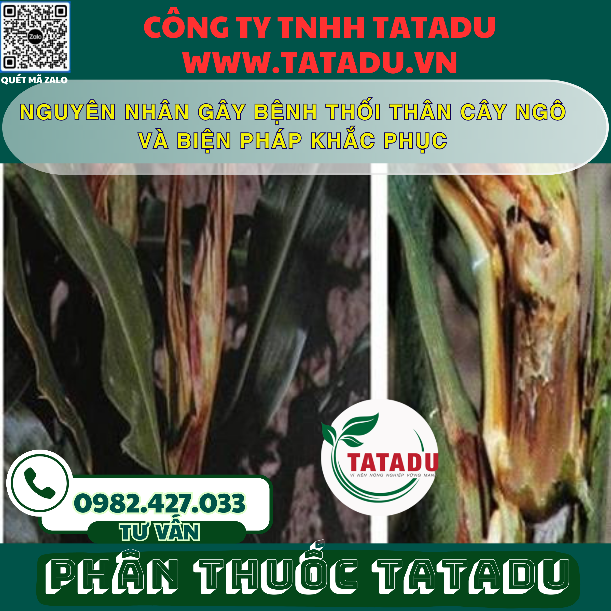 NGUYEN NHAN GAY BENH THOI THAN CAY NGO VA BIEN PHAP KHAC PHUC
