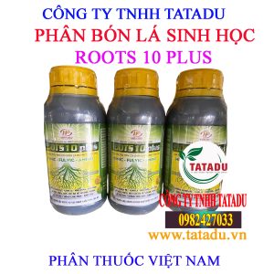 ROOTS 10 PLUS 1