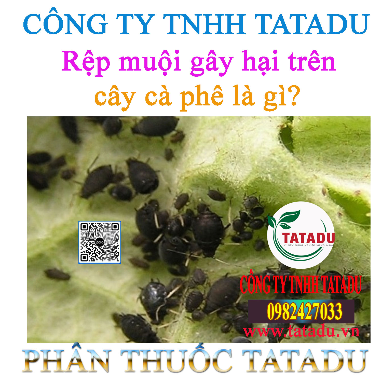 Rep muoi gay hai tren cay ca phe la gi Rep muoi gay hai tren cay ca phe la gi