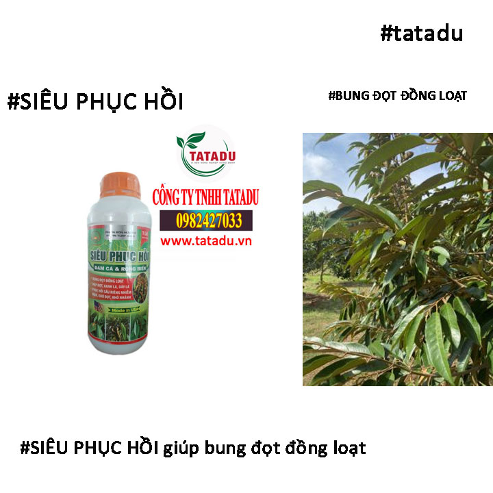 SIEU PHUC HOI bung dot dong loat