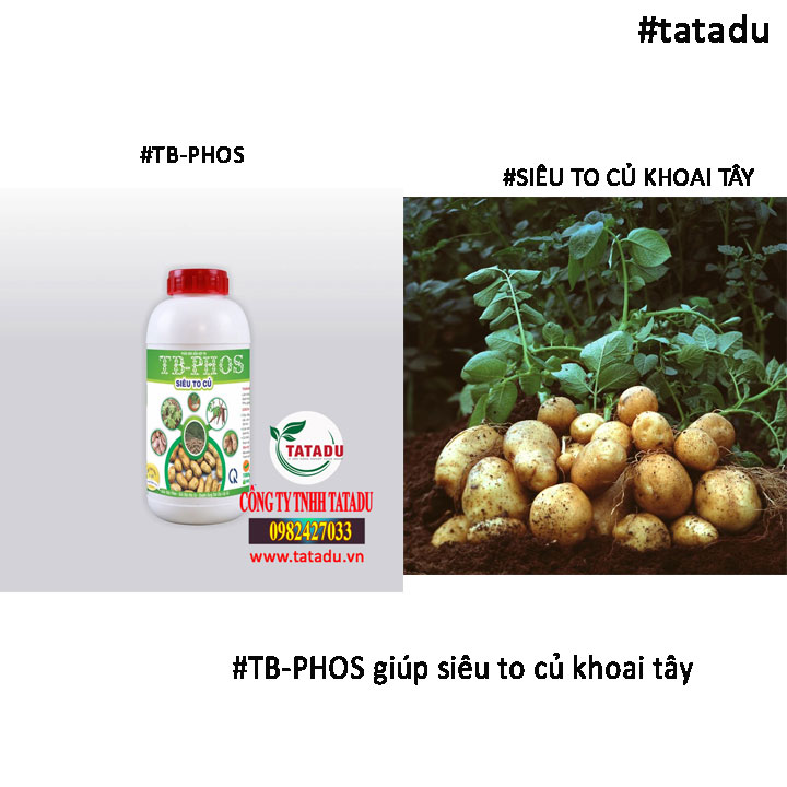 TB PHOS to cu khoai tay